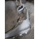 Часть торпедо DAF 105 LH (010)