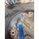 Пневмоподушка DAF 105 012236 CONTINENTAL FD 530-30 (ленивый мост) (777)