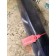 Ручка обшивки двери DAF 105 785813 RH (412)