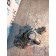 Цапфа (кулак поворотный) Renault PR 071306 d=68 RH (091)