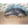 Подкрылок под кабину MAN TGX 052300 LH (575)