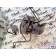 Заслонка горного тормоза DAF 106 181944 без клапана (236)