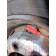 Колесо в сборе 385/65 R22.5 DAF 105 003323 2021г BARUM (988)