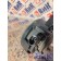 Фара противотуманная DAF 105 823945 TNB (964), 