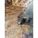 Корпус топливного фильтра DAF 105 823945 в сборе (815) , 1874478