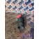Патрубок радиатора КАМАЗ 65206-Т5 2511022 (731), А4572030304