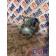 Насос ГУРа MAN D2066 LF40 №50528880902893 (205), 81471016136