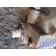 Рулевой редуктор (ГУР) Scania R440 458663 DC13 (336), 1791874