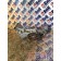 Насос масляный DAF 105 МХ340 №А170528 (177), 1840522