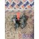 Ось коромысел (в сборе) с рокерами MAN D2066 TGA LF03 086712 (854), 
